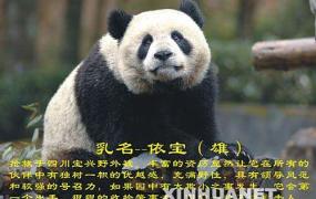 关于熊猫资料