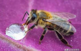 介绍蜜蜂的特点和本领