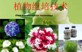 目前植物组培常见种类