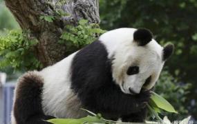 国宝熊猫资料