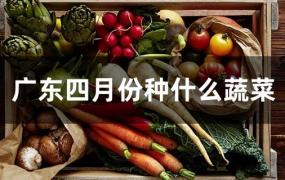 广东四季种植的蔬菜(广东一年四季都可以种的蔬菜)