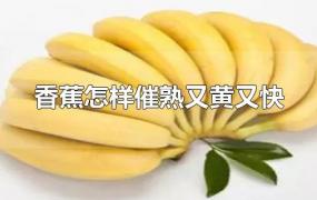 香蕉怎样催熟又黄又快(香蕉如何催熟变黄)