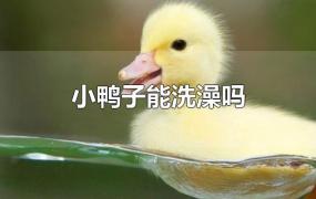 小鸭子能洗澡吗(小鸭子能洗澡吗? 百度网盘)