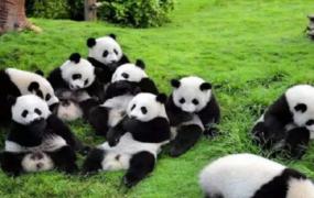 小熊猫和大熊猫的区别图片(小熊猫和大熊猫的区别小熊猫吃什么)