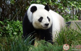 大熊猫为什么会叫大熊猫