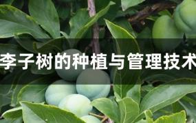 李子树的种植与管理技术(李子的种植和管理技术)