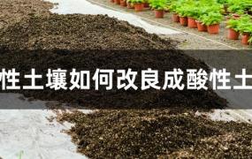 碱性土壤如何改良成酸性土壤(碱性土壤改良方法)