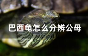 巴西龟怎么分辨公母图片(幼年巴西龟怎么分辨公母)
