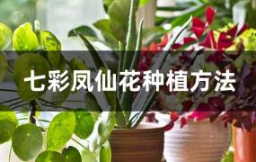 五彩凤仙花的养殖方法(凤仙花怎么种植方法)