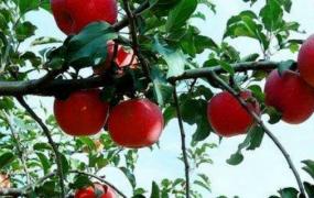苹果树施肥最佳时间和方法及配方(苹果树施肥时间和方法)