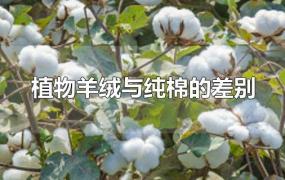 植物羊绒与纯棉的差别(植物羊绒是什么面料是纯棉吗)