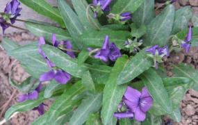 紫花地丁什么时候开花