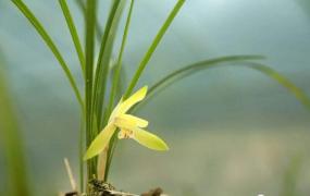 磷酸二氢钾使用方法兰花