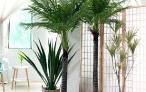 盆栽棕榈树怎么养