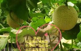 网纹瓜的种植与管理