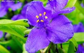 紫露草的四季养护要点