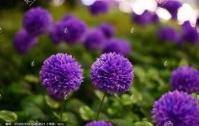 紫色花的植物有哪些