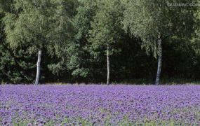 紫罗兰鲜花可以养几天