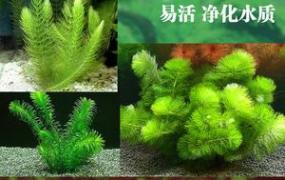 金鱼藻和绿菊的区别