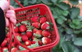 摘草莓的季节