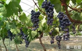 南方葡萄什么时候种植最好