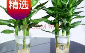 富贵竹营养液自制方法