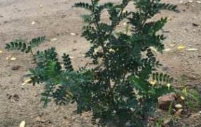 胡椒木的繁殖方法