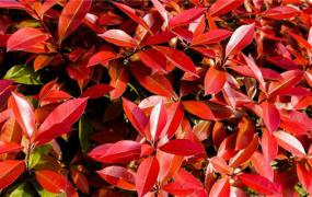 红色叶子的盆栽(常见红叶盆栽植物)