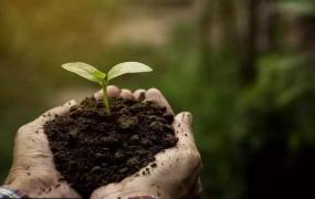 改善土壤肥力的小方法
