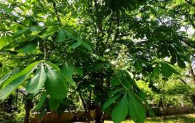 七叶树分月养护方法