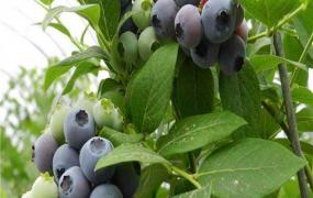 蓝莓品种有哪些