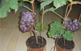 盆栽葡萄用多大的盆