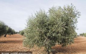 橄榄树的种植及管理