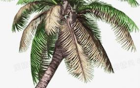 椰子树长什么样