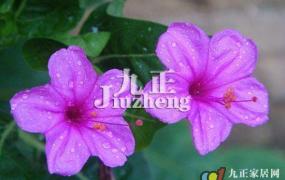 紫茉莉的繁殖方法