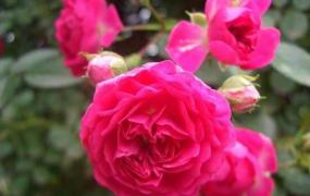蔷薇的花语和寓意