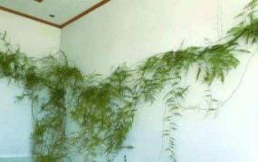 10米长的绿萝文竹