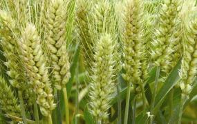小麦是什么粮食