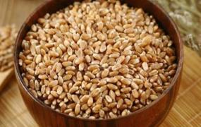 小麦是粗粮吗