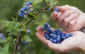 蓝莓有哪些品种