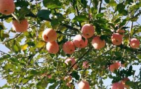 一亩苹果树能产多少斤苹果卖多少钱(一亩苹果树能产多少斤苹果利润)