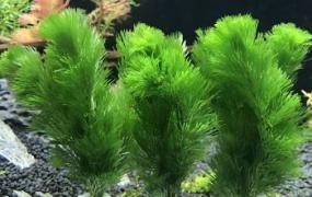 绿菊和金鱼藻和的区别