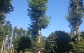 金丝楠木种植条件