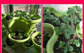 草莓花盆种植方法
