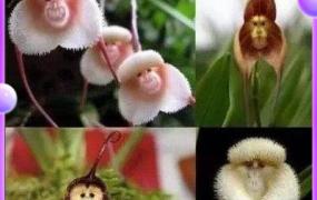 猴面小龙兰四季养护方法