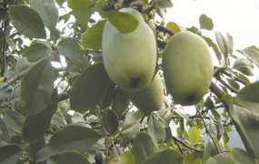 皱皮木瓜的养殖方法