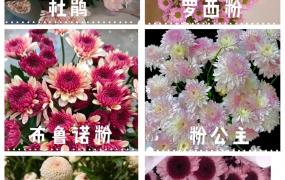 小翠菊和雏菊的区别