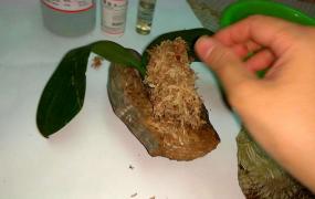 蝴蝶兰种子种植方法