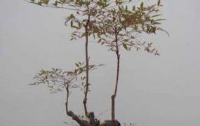 南天竹盆景的养殖方法