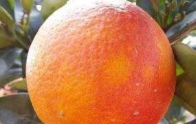 甜橙的养殖方法和注意事项